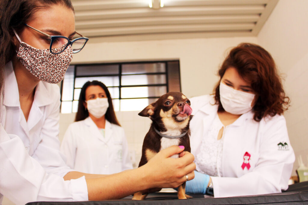 Medicina Veterinária da Unimar realiza a Campanha Outubro Rosa Pet