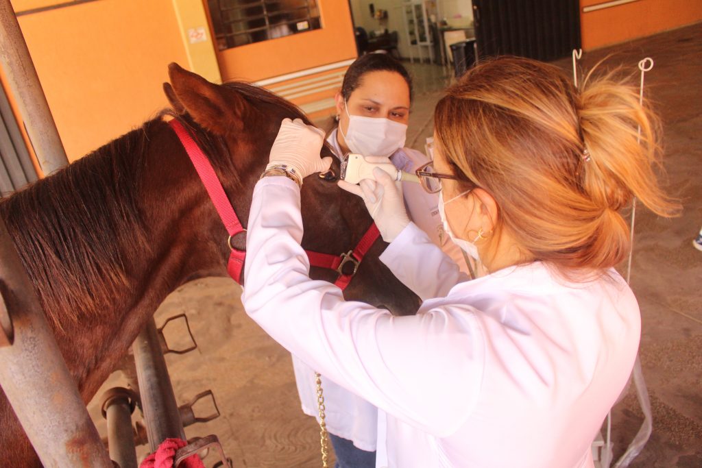 Animais de grande porte recebem tratamento diferenciado no Hospital Veterinário da Unimar