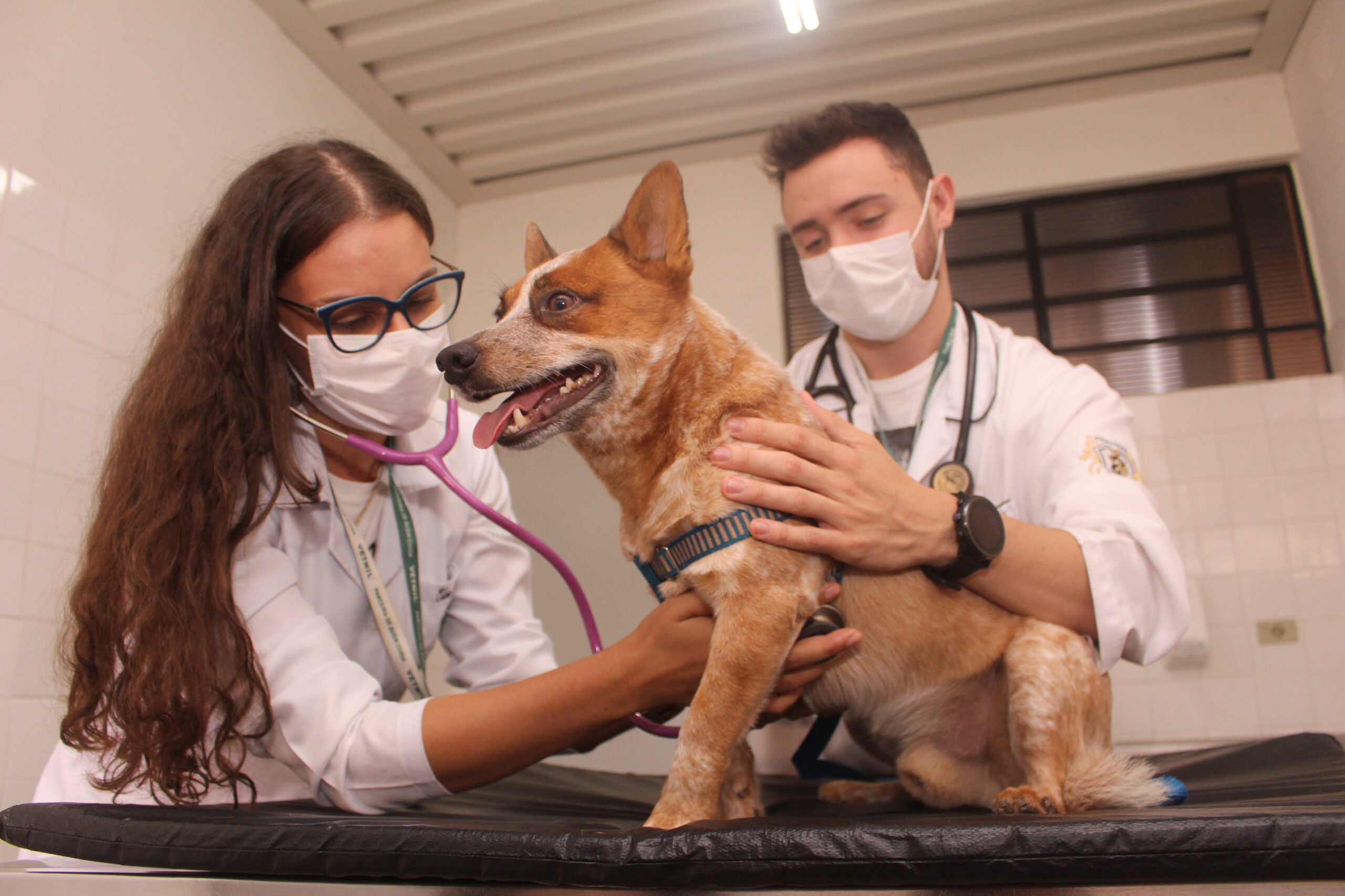medicina veterinária
